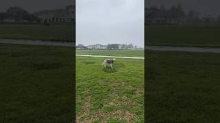 Enjoying Cool Breeze On A Rainy Day : Two Dogs and A Cat