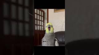 Bird screaming maria  #bird #funny #shorts