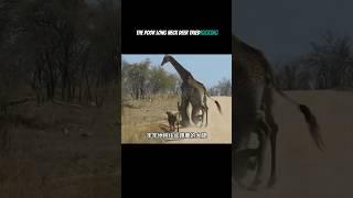 Epic Lion Team Hunt: Crushing a Massive Giraffe!  | Wild Predator Showdown #Shorts