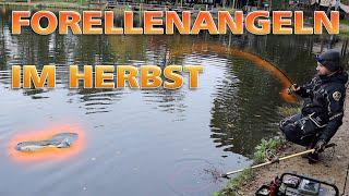 Forellenangen im Herbst | WILD Niederlande