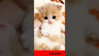 Cat Meowing |Cat Sound| Cute Cat Videos #shorts #cats