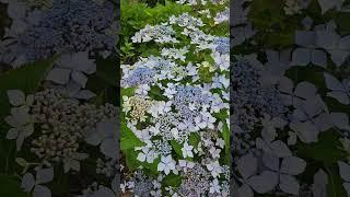 정원에 활짝 핀 대형 산수국   #산수국