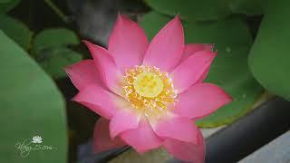 Nelumbo nucifera 'Macsa' Klong15  |  Lotus 'Macsa'