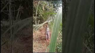 Dnyaneshwari chicha todte village life# short video # shortfeed