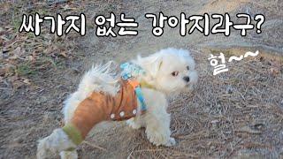 싸가지없는 강아지? 새우튀김  아빠와 시골오일장 그리고 산책길에서 일어난 일an uncouth dog?fried shrimp,country market with Dad #보름이박사