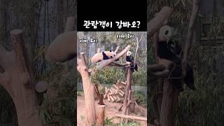 관람객이 되어버린 강바오 ㅋㅋ #다판다 #판다월드 #후이바오 #루이바오