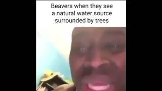 beaver moment