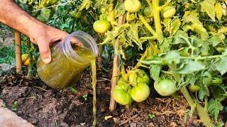 My Tomato Plants EXPLODED After This Homemade Fertilizer! (Thick Stems & HUGE Harvest)