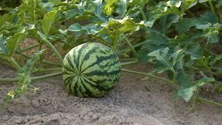 Growing Watermelon in Oklahoma