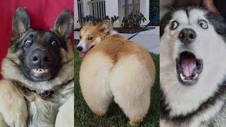  Dogs So Funny You'll Want to Watch Them Again!  Cute dogs  moments