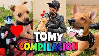  El RESCATE de TOMY  COMPILACION (Completa)  #tomy #rescate #perritos #funny #humor #cute #love