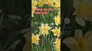 카메라에 담은 꽃과 여름의 속삭임 #여행 #힐링 #여름