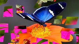 Colorful Butterflies & Beautiful flowers (HD1080p)