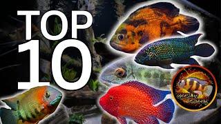 My TOP 10 American Cichlid WISH LIST!