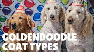 Goldendoodle Puppy Coats and How To Predict Coat Type