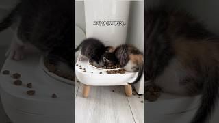 새끼고양이 이래도 되나요?
