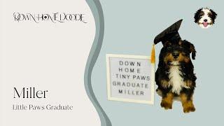 Miller - Little Paws Graduate