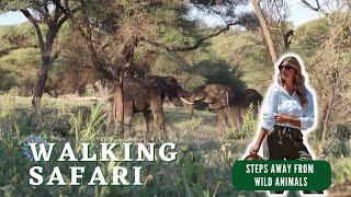 Walking Safari in East Africa - STEPS AWAY FROM WILD ANIMALS!!