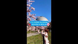 Springtime is cherry blossom time in Berlin ⁠ | #shorts