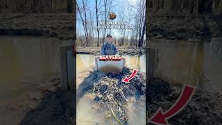 Craw-Kid Solves The Beaver Case! #crawfish #adventure