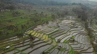 Sidemen rice terraces, Bali 4K/ Рисовые террасы Сидемен, Бали