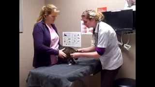 Senior Cat Physical Exam