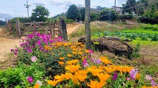 ESTAMOS TRANSFORMANDO NOSSO SÍTIO EM UM PARAÍSO FLORIDO!