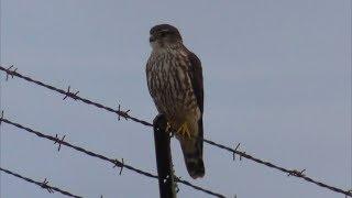 North American Wildlife --- Merlin ('Taiga' variety), comparison with an American Kestrel