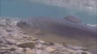 Plongée en rivière : biotope torrent de montagne en Italie (07/17)