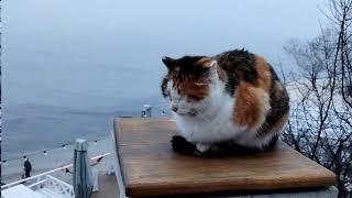 04 24 03 23. Морской котик в тумане на страже моря. Кот спит, служба идет:)))