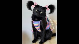 Смех, милота и беспредел! котики и собачки, которые порвут тебя на смех — лучшие приколы 2025