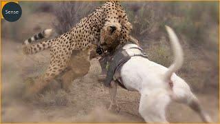 25 Moments Dog Beat Leopard 1Vs1 Caught On Camera