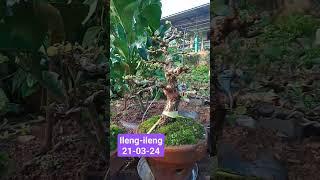 #Bonsai #Ileng ileng #Pasundan