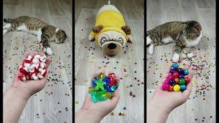 Funny Cat Barsik and Marbles Reverse Video ASMR