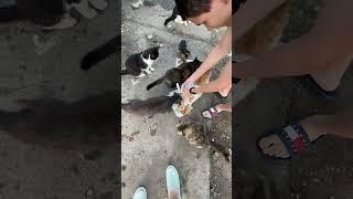 НАКОРМИЛИ УЛИЧНЫХ КОТОВ НА МУСОРКЕ#cat #shortsvideo #кот #котики #благотворительность