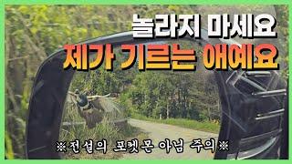 전설의 포켓몬 아님 주의