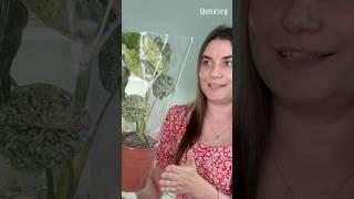 Растение за 100$ #комнатныерастения #plants #цветы