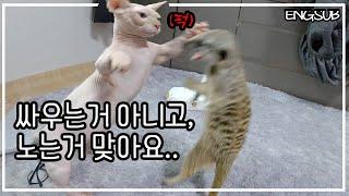 미어캣 티몬과 품바는 어떻게 노냐구요? Meerkat Timon and pumbaa