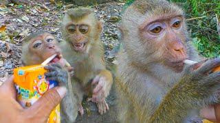 HELP to Feed Tinky, Astra's adopted baby, Rainbow They are very happy to drink milk