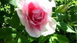 Canadian roses. Канадские розы