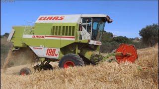 Claas Dominator 198H [Soc. Agr. F.lli D'Antonio &  Az. Agr Pedicone] - Harvest Season 2021-