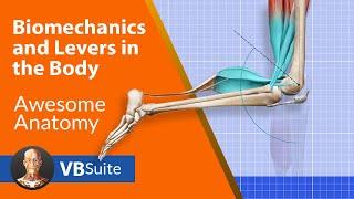 Biomechanics and Levers in the Body