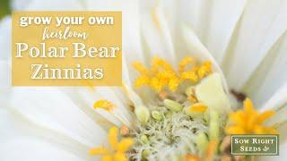 Sow Right Seeds | Polar Bear Zinnias