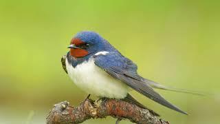 Hirundo rustica