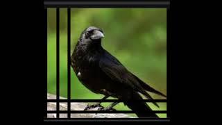 Crow of Judgement Judges You - Crow of Judgement Saga