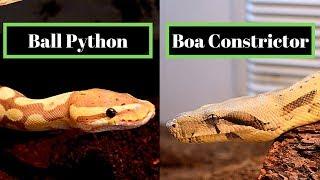 Ball Python Vs Boa Constrictor | Best Beginner Snake Challenge