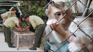 Meet the man who may rescue monkeys Kaka and Mit  (English subtitles)