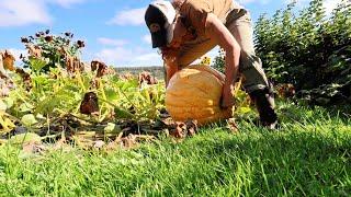 Unexpected Giant Squash Harvest!