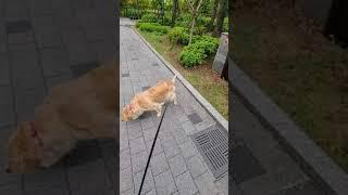 금요일 1화 골든리트리버 로제 Friday Golden Retriever Rose Episode.1