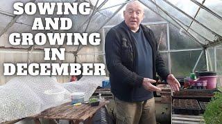 Sowing & Growing In December [Gardening Allotment UK] [Grow Vegetables At Home ]